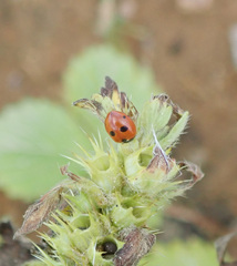 Coccinella quinquepunctata