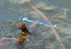 Erythromma lindenii