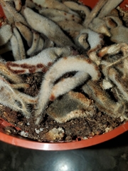 Kalanchoe tomentosa