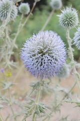 Echinops