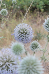 Echinops