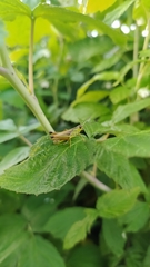 Pseudochorthippus montanus