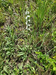Spiranthes lacera