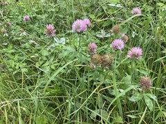 Trifolium pratense
