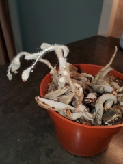 Kalanchoe tomentosa