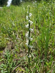 Spiranthes lacera