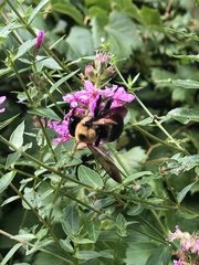 Xylocopa virginica