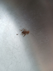 Gryllodes sigillatus
