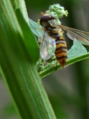 Episyrphus balteatus