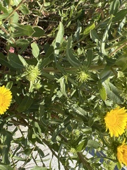 Grindelia