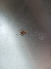 Gryllodes sigillatus