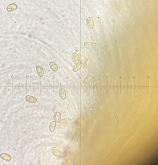 Mallocybe leucoloma