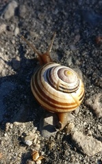 Cepaea