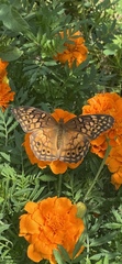 Euptoieta claudia