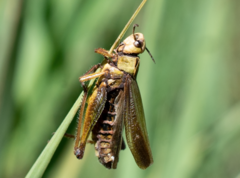 Omocestus viridulus