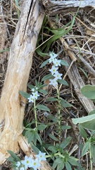 Heliotropium