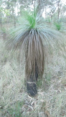 Xanthorrhoea johnsonii