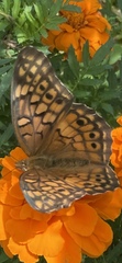 Euptoieta claudia