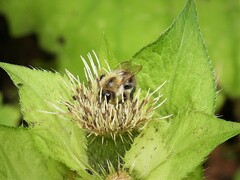 Bombus pascuorum