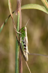 Pseudochorthippus parallelus