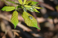 Chlorochroa