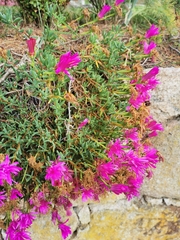 Ruschieae