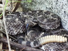 Crotalus mitchellii
