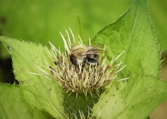 Bombus pascuorum