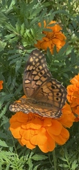 Euptoieta claudia