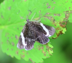 Trichodezia albovittata