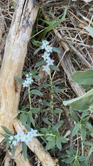 Heliotropium