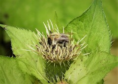 Bombus pascuorum
