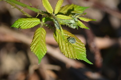 Chlorochroa