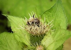 Bombus pascuorum