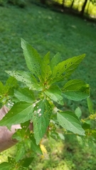 Acalypha rhomboidea