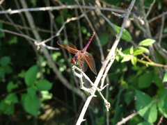 Trithemis annulata