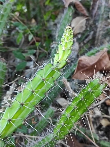 Leptocereus weingartianus
