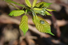 Chlorochroa