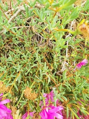 Ruschieae
