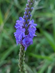 Verbena stricta