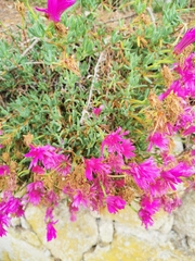 Ruschieae