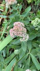 Hylotelephium maximum × spectabile