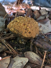 Pisolithus tinctorius