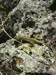 Aspidoscelis motaguae