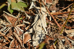 Calliphora vicina