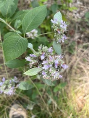 Pycnanthemum incanum