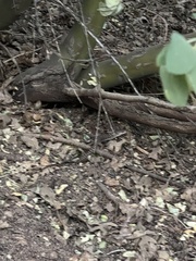 Elgaria multicarinata