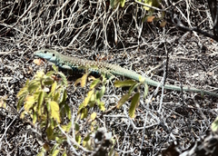 Aspidoscelis motaguae