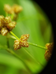 Scirpus polyphyllus