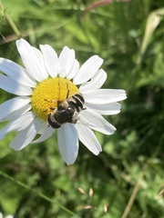 Eristalis dimidiata